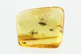 Fossil Fly Swarm in Baltic Amber #270622-1